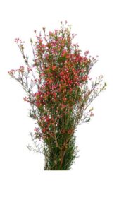 Flor de cera bola roja