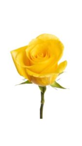 Rosa amarilla 50 cm