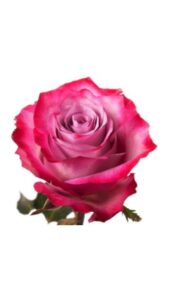 Rosa deep purple 50 cm