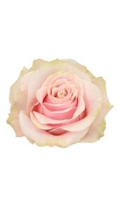 Rosa pink mondial 50 cm