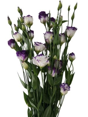 Lisianthus madrid