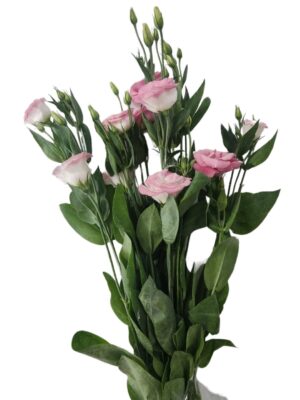 Lisianthus sevilla