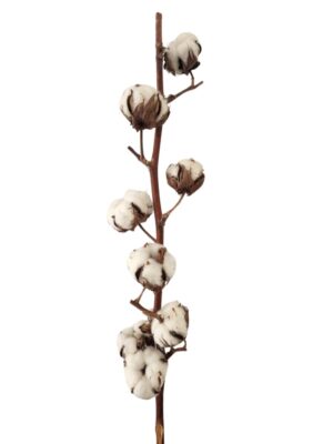 Vara algodón 9 flores
