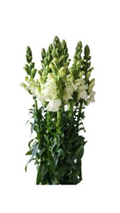 Antirrinum blanco