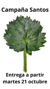 Aralia grande  50 cm