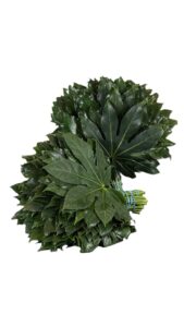 Aralia mediana 40 cm