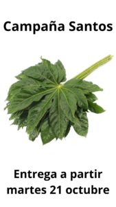 Aralia super grande 60 cm