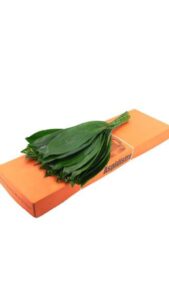Aspidistra 70 cm
