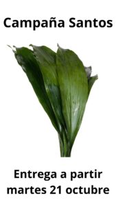 Aspidristra 80 cm