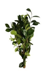 Hojas de camelia