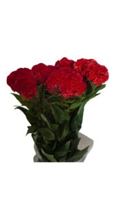 Celosia cristata roja