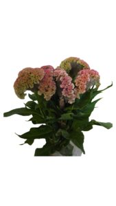 Celosia cristata rosa