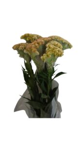 Celosia cristata verde