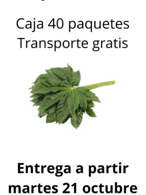 Caja 40 paquetes aralia 40 cm