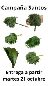 Cajas hojas verdes surtidas