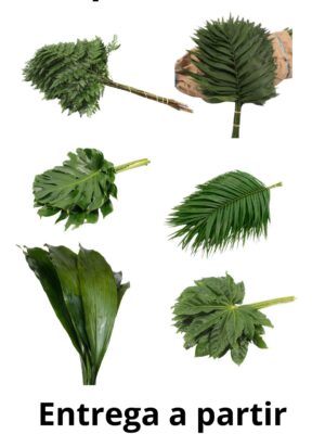 Cajas hojas verdes surtidas