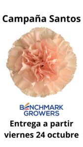 Clavel fancy melocotón