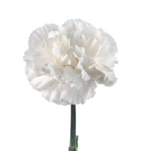 Clavel colombiano blanco