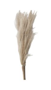 Cortadelia
