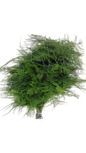 Esparraguera plumosa