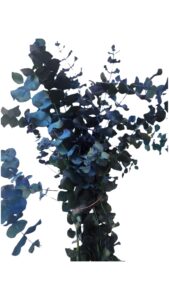 Eucalipto teñido azul