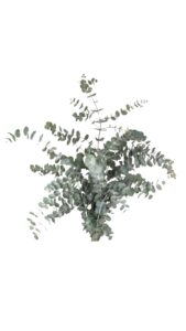 Eucalipto cinerea caja 15 paquetes