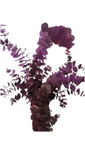 Eucalipto teñido fucsia