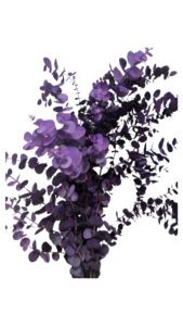 Eucalitpto cinerea morado