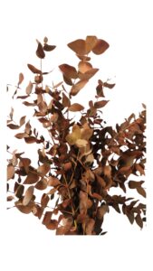 Eucalipto teñido naranja