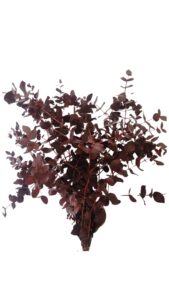 Eucalipto cinerea teñido rojo