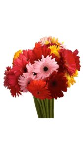 Gerbera nacional arlequín