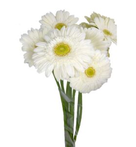 Gerbera nacional blanca