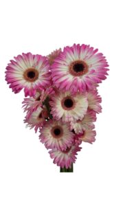 Gerbera nacional bicolor