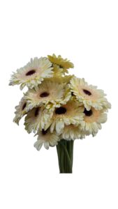 Gerbera nacional crema