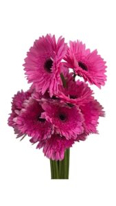 Gerbera nacional fucsia