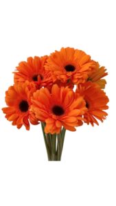 Gerbera nacional naranja