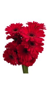Gerbera nacional roja