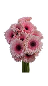 Gerbera nacional rosa