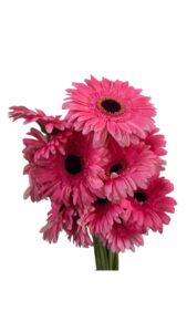 Gerbera nacional rosa chicle