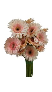 Gerbera nacional salmón