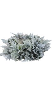 Hoja de roble (quercus) blanco