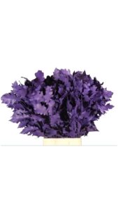 Hoja de roble (quercus) morado