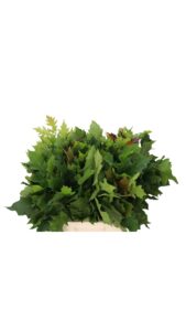 Hojas de roble (quercus) verde