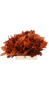 Hojas de roble (quercus) naranja
