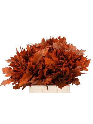 Hojas de roble (quercus) naranja
