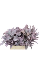 Hojas de roble (quercus) rosa