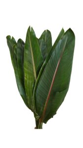 Hoja de sterlitzia