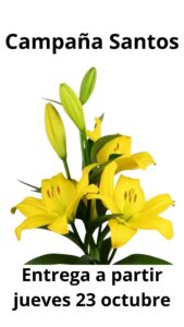 Lilium l.a. nashville (amarillo)