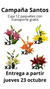 Lilium l.a mixto caja 12 paquetes surtidos