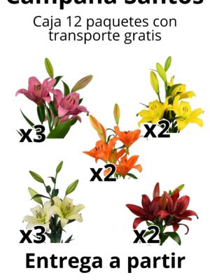 Lilium l.a mixto caja 12 paquetes surtidos